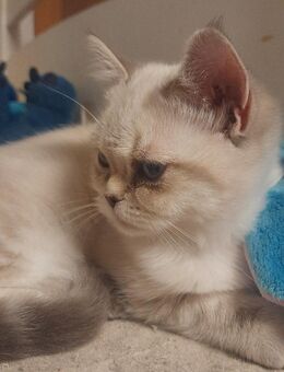 Jungkatze zu verkaufen - Bennewitz