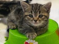 Bezaubernde bkh Kitten black silver/golden tabby classic mit Papiere, absolut exklusiv - Bad Staffelstein