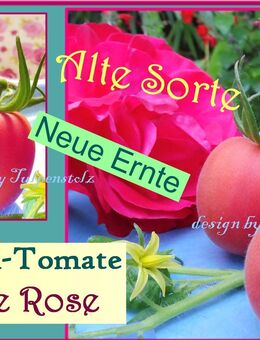 ♥ Pfirsich Tomate Peche Rose samenfeste alte Sorte Garten,Tulpenstolz,Bio - Hamburg