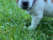 Jack Russel Terrier - Rabenau (Hessen)
