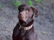 Wurfankündigung Labrador Retriever - Aurich