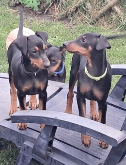 Deutsche Pinscher Welpen - Bitterfeld-Wolfen