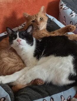 💕Traumpaar Angelo und Ginger💕 - Eislingen (Fils)