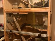 3 DEGU weibchen mit stall, laufrad etc. - Weimar Zentrum