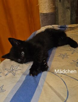 Maine Coon Mix Mädchen - Düren