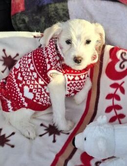 Blanca von der Straße in RO gerettet - Blankenheim (Nordrhein-Westfalen)