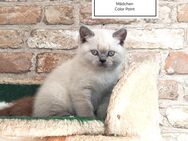 BHK-Kitten - Braunschweig