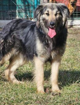 Chase- wer holt ihn raus? - Nürnberg