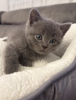 Britisch Kurzhaar Kitten – wunderschön & verschmust 🐾 - Berlin