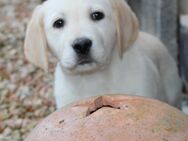 Labrador Welpen aus liebevoller Familienaufzucht mit Ahnentafel - Eichenzell