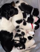 Jack Russel Terrier Welpen in 25813