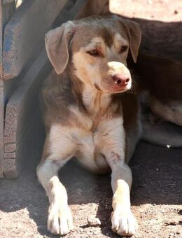 Cooper freundlich und neugierig - Haan