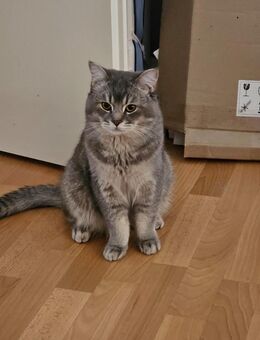 BRITICH KÜRZHAAR KATTER - Schwalmtal (Nordrhein-Westfalen)