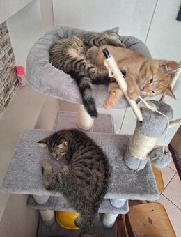 BKH-Mix Kitten suchen neues Zuhause - Essen