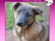 ❣️LATIKA - SUCHE LIEBEVOLLES ZUHAUSE - Alfeld (Leine)