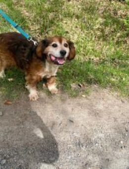 Flapi- Kämpfer braucht Hilfe - Hochheim (Main)