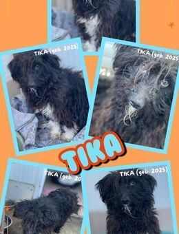 Hündin Tika möchte adoptiert werden - Nürnberg