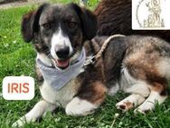 IRIS kleines Schlappohr zum Verlieben! - Kissing