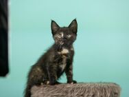 Maine Coon Mix-Kitten, 2. Wurf, suchen dringend ein liebevolles Zuhause - Schellhorn