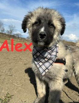 Alex keine graue Maus - Rinteln