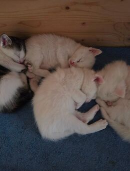 4 Katzen kitten suchen Anfang Oktober ein neues zu Hause - Dresden