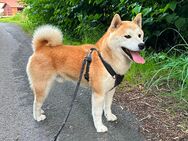 Reinrassiger Shiba Inu Deckrüde mit Zuchttauglichkeitsbescheinigung + Ahnenpass HD/ED Frei - Espelkamp