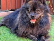 Mochi - besonderer Spitz sucht Zuhause - Remagen