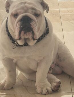 Englische Bulldogge Samy 11 Monate alt - Rödermark