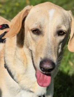 Falco im Tierheim Koppelweide - Bad Vilbel