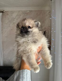 Reinrassige Pomeranian Zwergspitz - Breidenbach