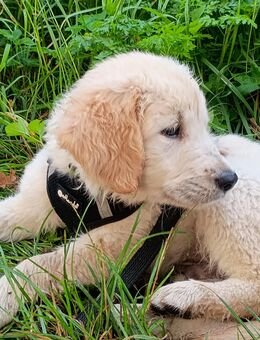 Golden Retriever Welpen - Bakum