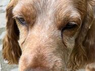 Russischer Spaniel sucht zuhause! - Bad Bevensen