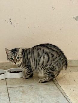 Handicap Katze Gigi aus dem Tierschutz - Grevenbroich