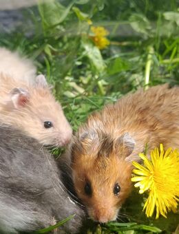 junge verschiedenfarbige Goldhamster Teddyhamster langhaariger Hamster - Neustadt (Sachsen) Hohwald