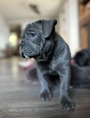 Old english Bulldog Welpen Reinrassig in 99988