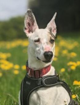 Toller Flinn sucht neues Zuhause - Neuss