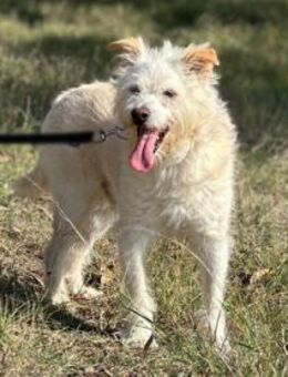 Bene sucht ruhige erfahrene Menschen - Untergruppenbach