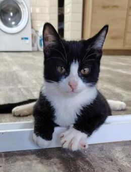 Kämpfer Samu wünscht sich ein Zuhause! - Waakirchen