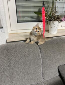 BKH Kitten/Kätzchen - Ellhofen