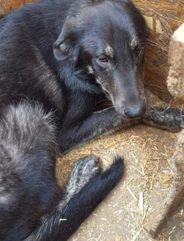 Niklas 58 cm - Alpenrod