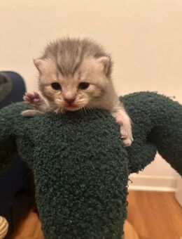 Bkh kitten babys - Rheine Zentrum
