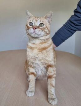 Tasio - wunderhübscher, lieber Kater - Wilhelmsfeld