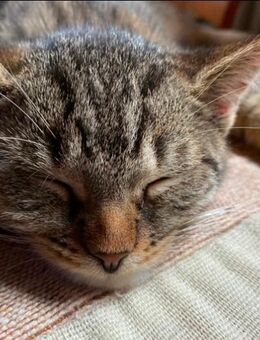 Süße Kartäuser Mix Kitten - Erfurt