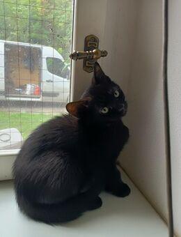 Mischling Britische Katze - Mittenwalde (Landkreis Dahme-Spreewald)