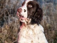 English Springer Spaniel Welpen - Lenzen (Elbe) Zentrum