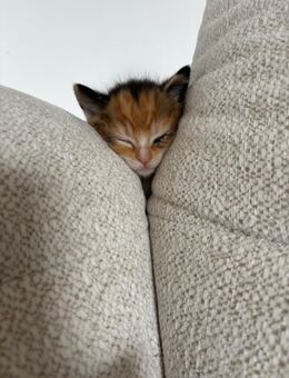 Kitten Ragdoll mix - Leverkusen