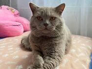 Britisch Kurzhaar Deckkater Simon. - Minden (Nordrhein-Westfalen)