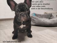 Französische bulldogge Welpe - Kaltenkirchen