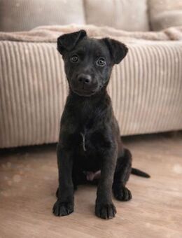 Onyx liebevoller schlauer Welpe - Neuberg