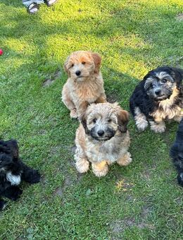 Maltipoo F1 - 3 Herren suchen noch.... - Bremerhaven